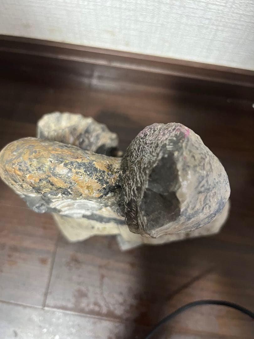 アンモナイト