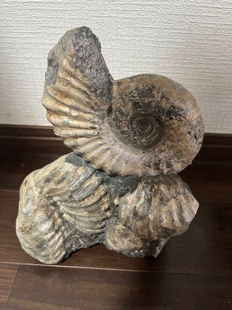 アンモナイト