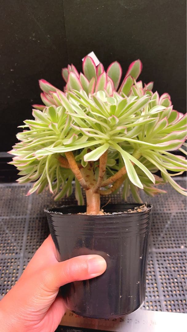 23#多肉植物❤️アエオニウム錦❤️カルミン*エメラルド❤️1大頭7小頭26cm拔き苗