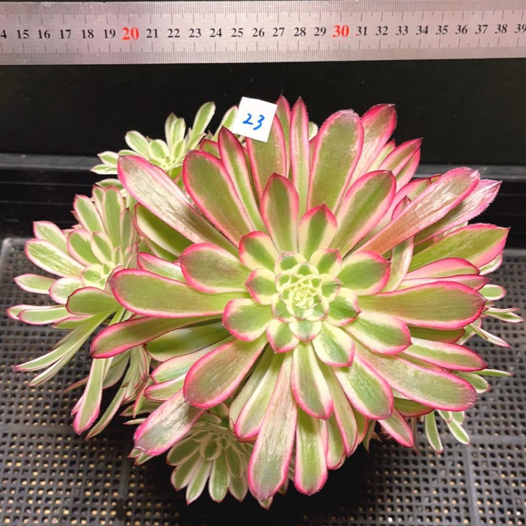 23#多肉植物❤️アエオニウム錦❤️カルミン*エメラルド❤️1大頭7小頭26cm拔き苗