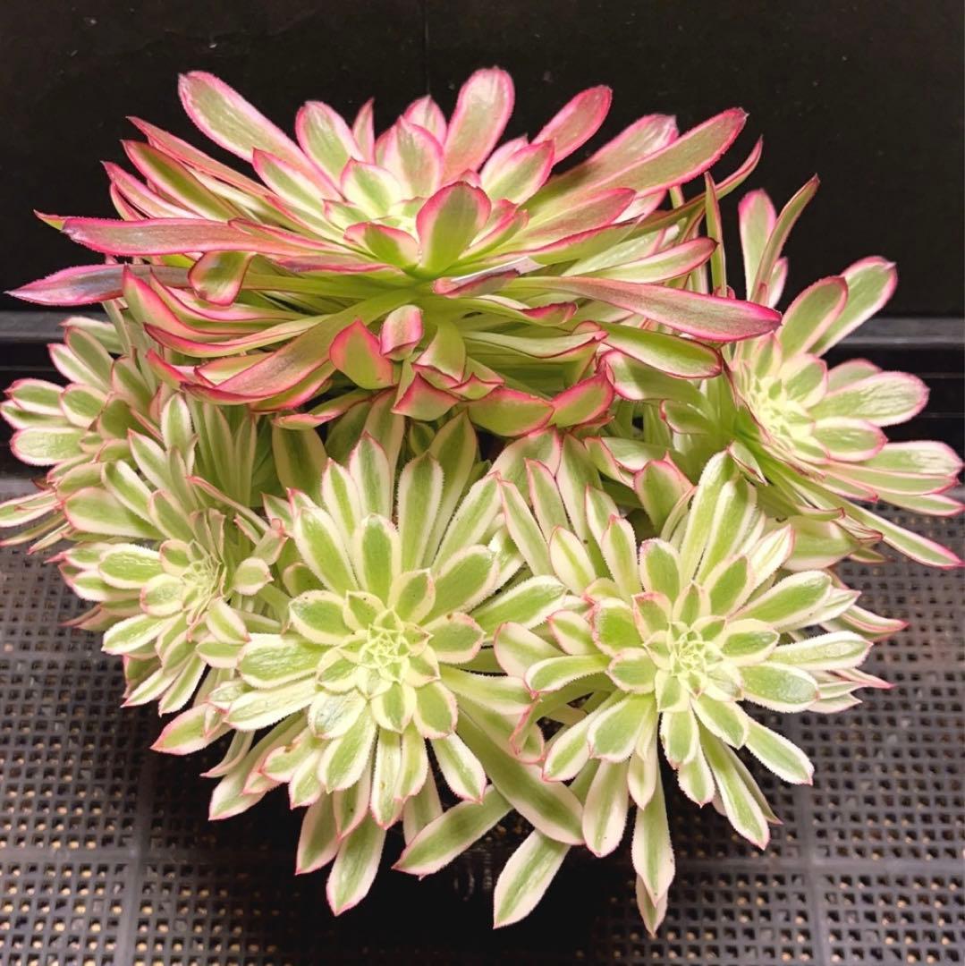 23#多肉植物❤️アエオニウム錦❤️カルミン*エメラルド❤️1大頭7小頭26cm拔き苗