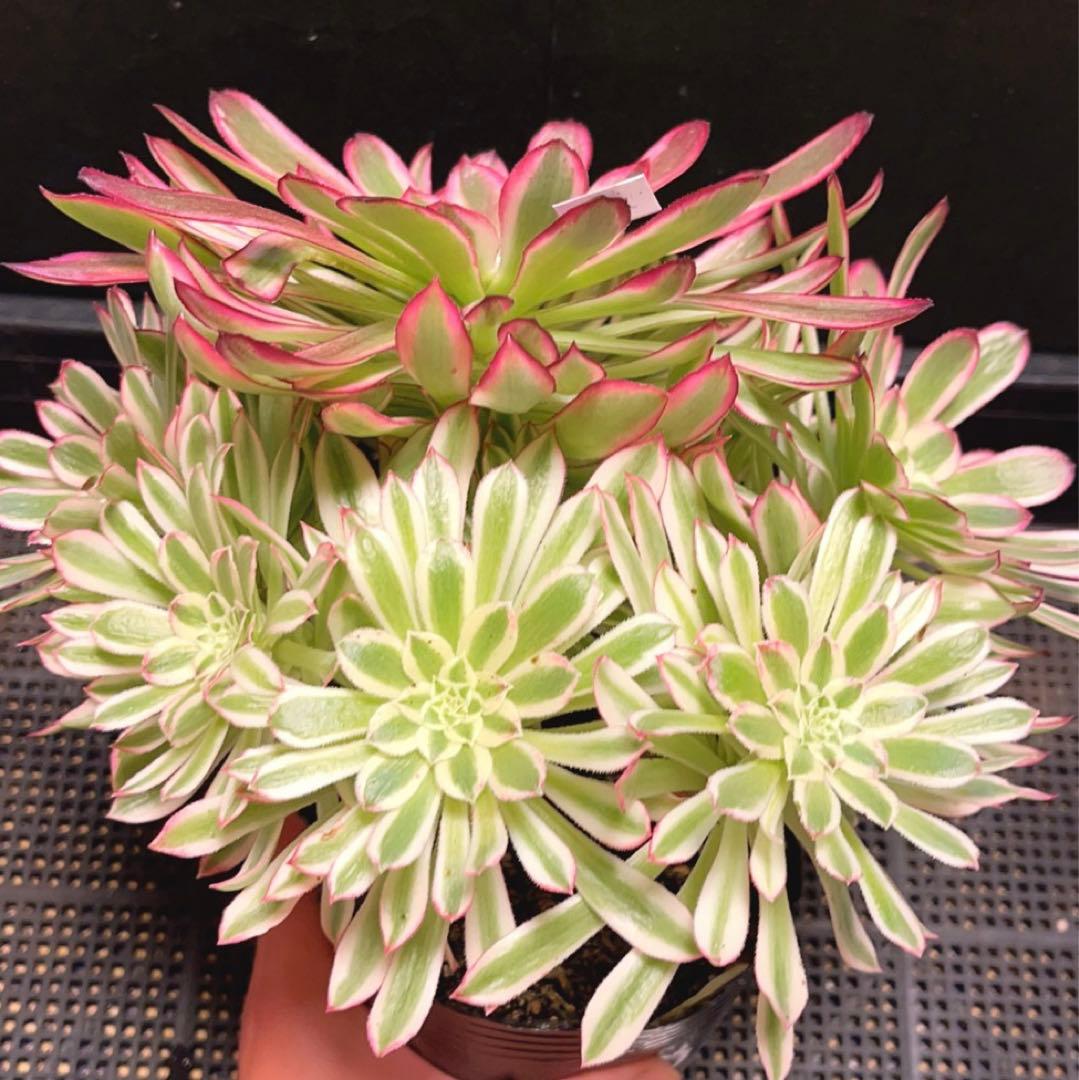 23#多肉植物❤️アエオニウム錦❤️カルミン*エメラルド❤️1大頭7小頭26cm拔き苗