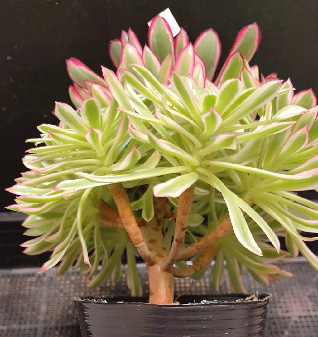 23#多肉植物❤️アエオニウム錦❤️カルミン*エメラルド❤️1大頭7小頭26cm拔き苗