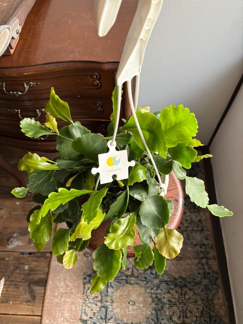 N リプサリス ゴーベリアナ