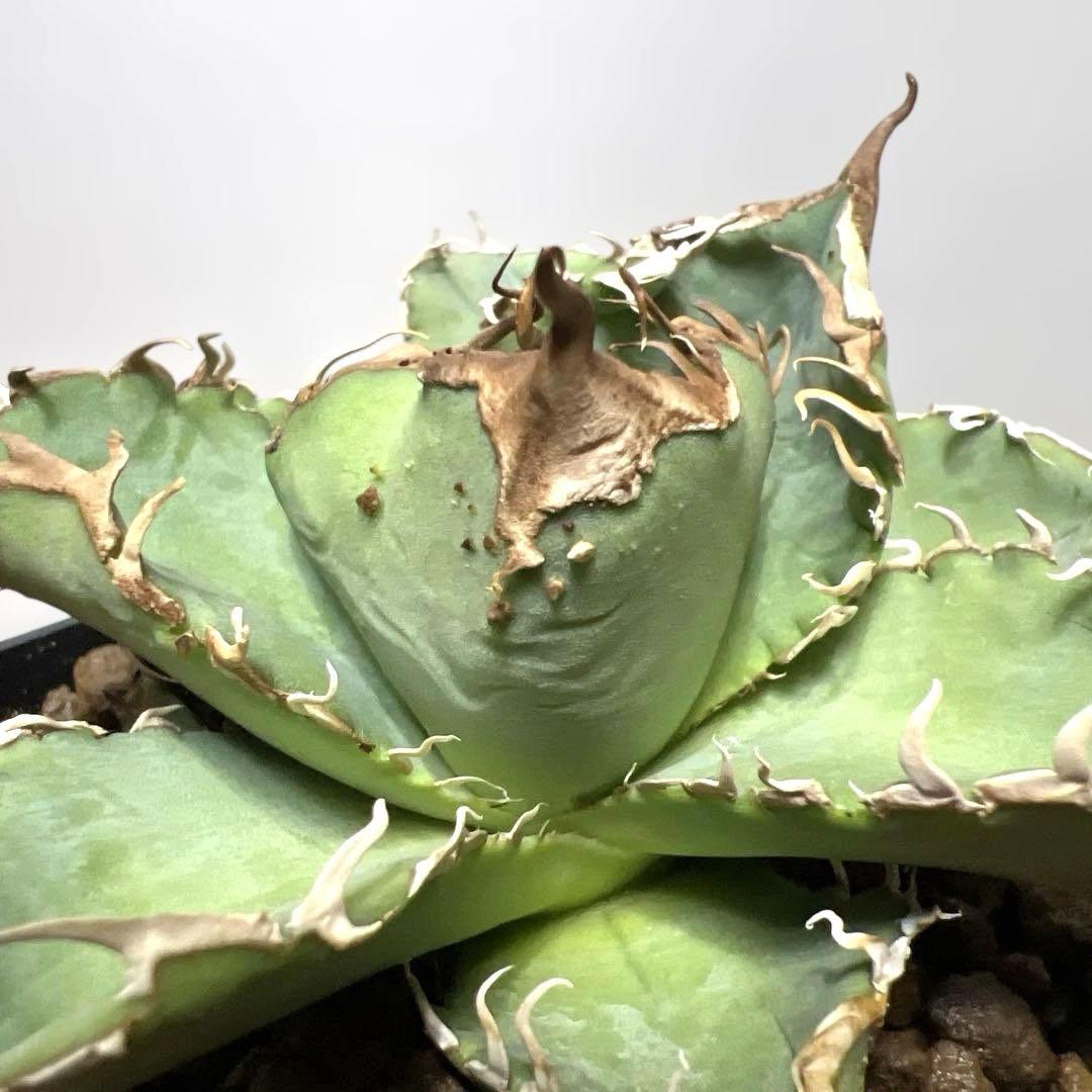 アガベ 鉢植発送 追星 COK ブツブツタイプ 極上血統 超希少 スペシャル個体