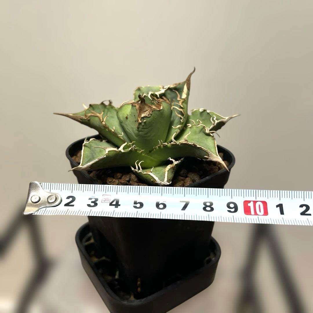 アガベ 鉢植発送 追星 COK ブツブツタイプ 極上血統 超希少 スペシャル個体