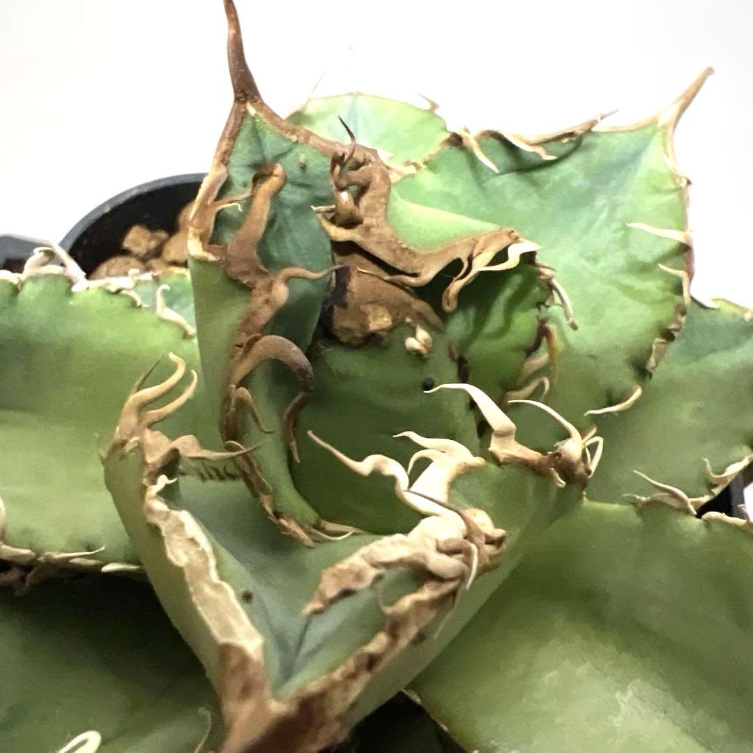 アガベ 鉢植発送 追星 COK ブツブツタイプ 極上血統 超希少 スペシャル個体