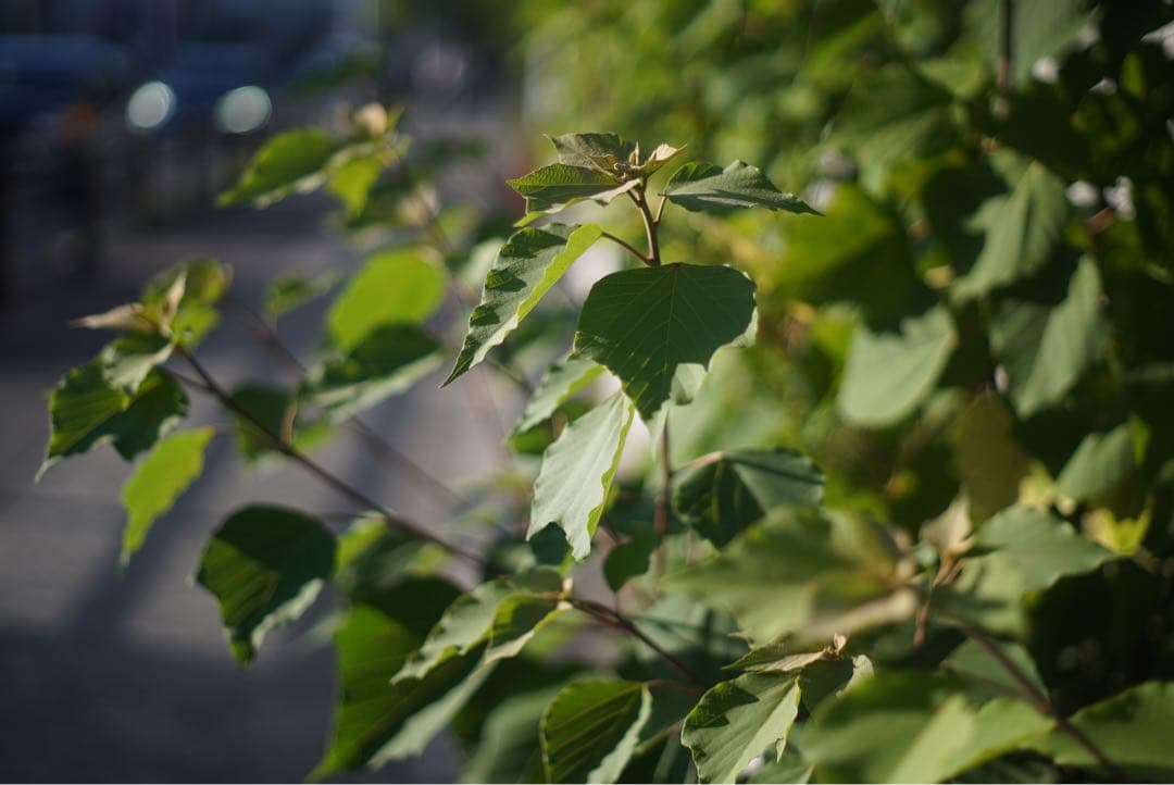 SONY α7sⅱ ミラーレス一眼 一部難あり α7