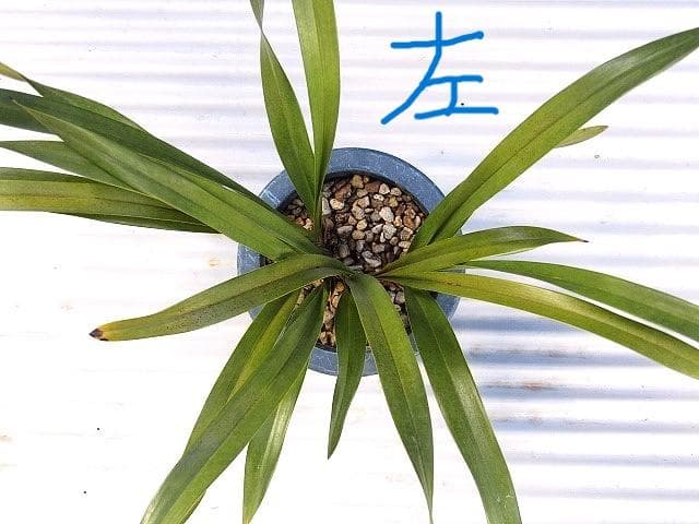 ♡ミスマフェット蘭 花芽計５＋希望芽２（株分済）鉢抜発送♡