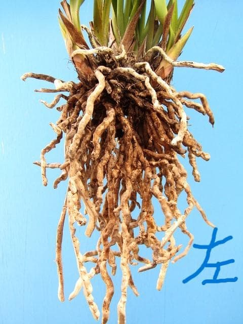 ♡ミスマフェット蘭 花芽計５＋希望芽２（株分済）鉢抜発送♡