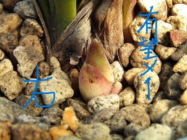 ♡ミスマフェット蘭 花芽計５＋希望芽２（株分済）鉢抜発送♡