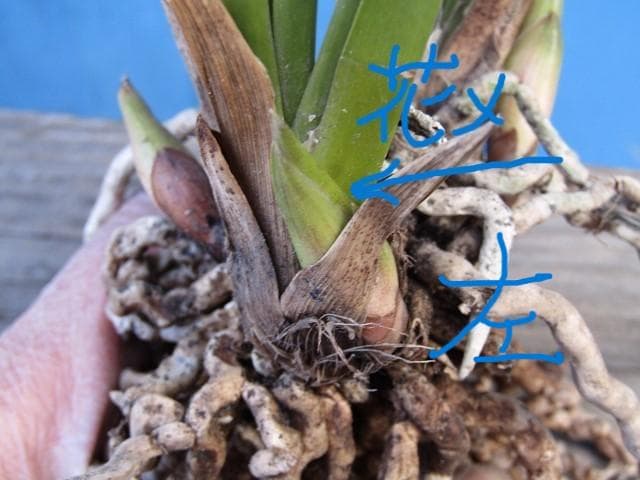 ♡ミスマフェット蘭 花芽計５＋希望芽２（株分済）鉢抜発送♡