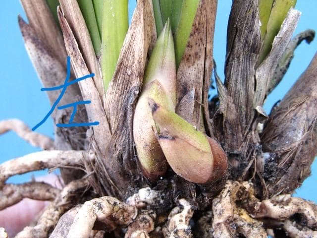 ♡ミスマフェット蘭 花芽計５＋希望芽２（株分済）鉢抜発送♡