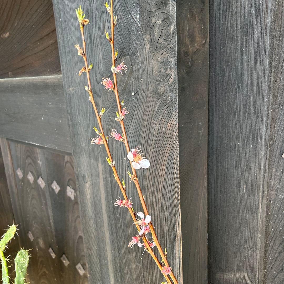 桃の苗木 2本セット 花付き　黄金桃＆花桃