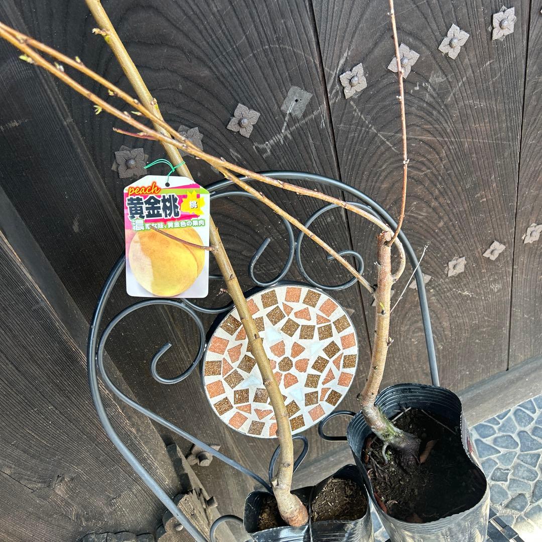 桃の苗木 2本セット 花付き　黄金桃＆花桃