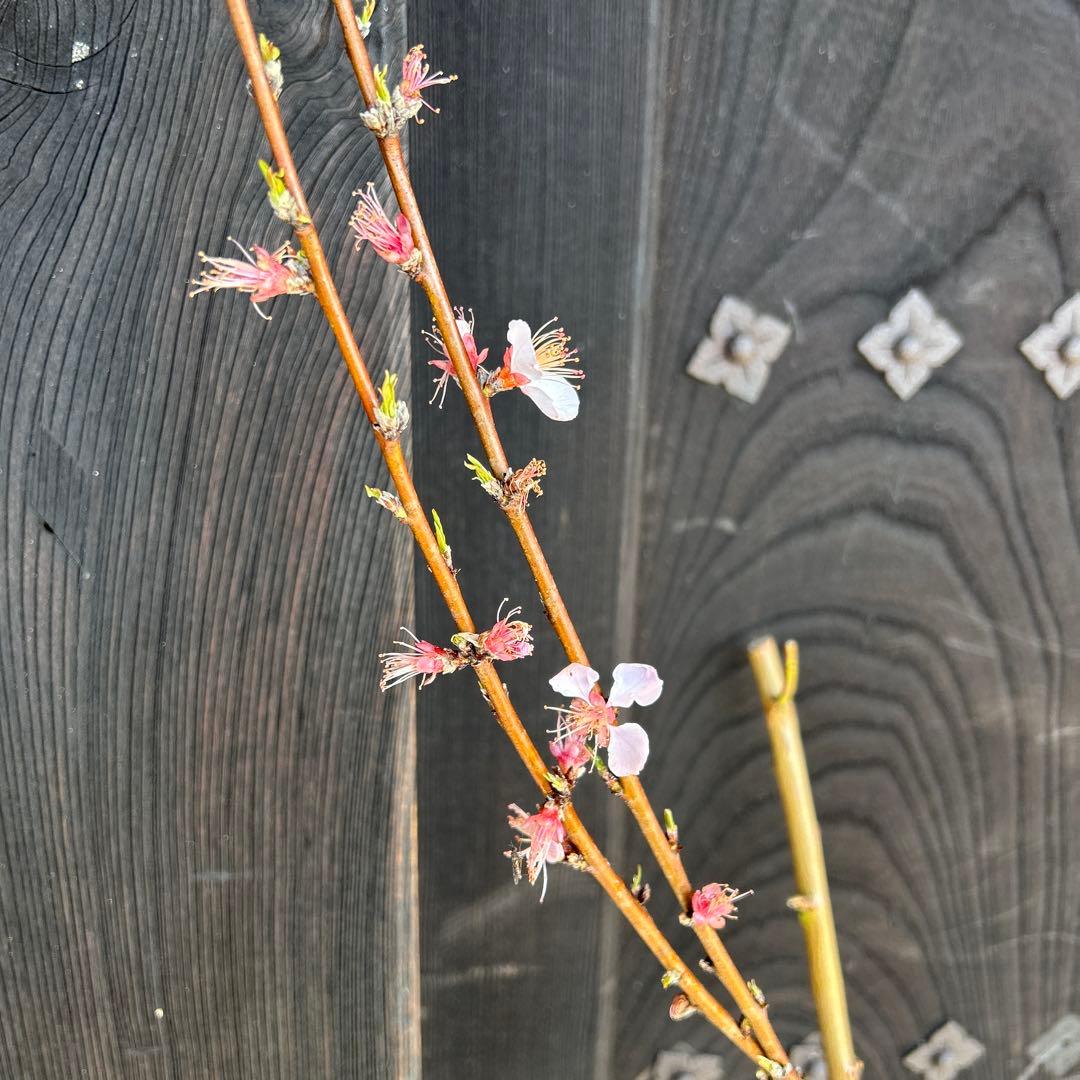 桃の苗木 2本セット 花付き　黄金桃＆花桃