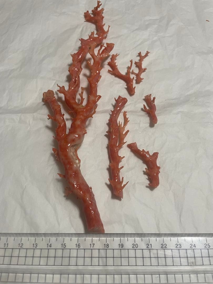 珊瑚原木の置物、サンゴ、珊瑚枝