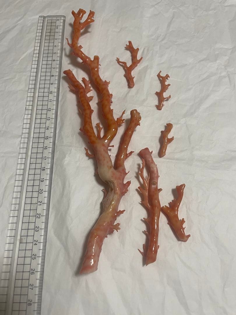 珊瑚原木の置物、サンゴ、珊瑚枝