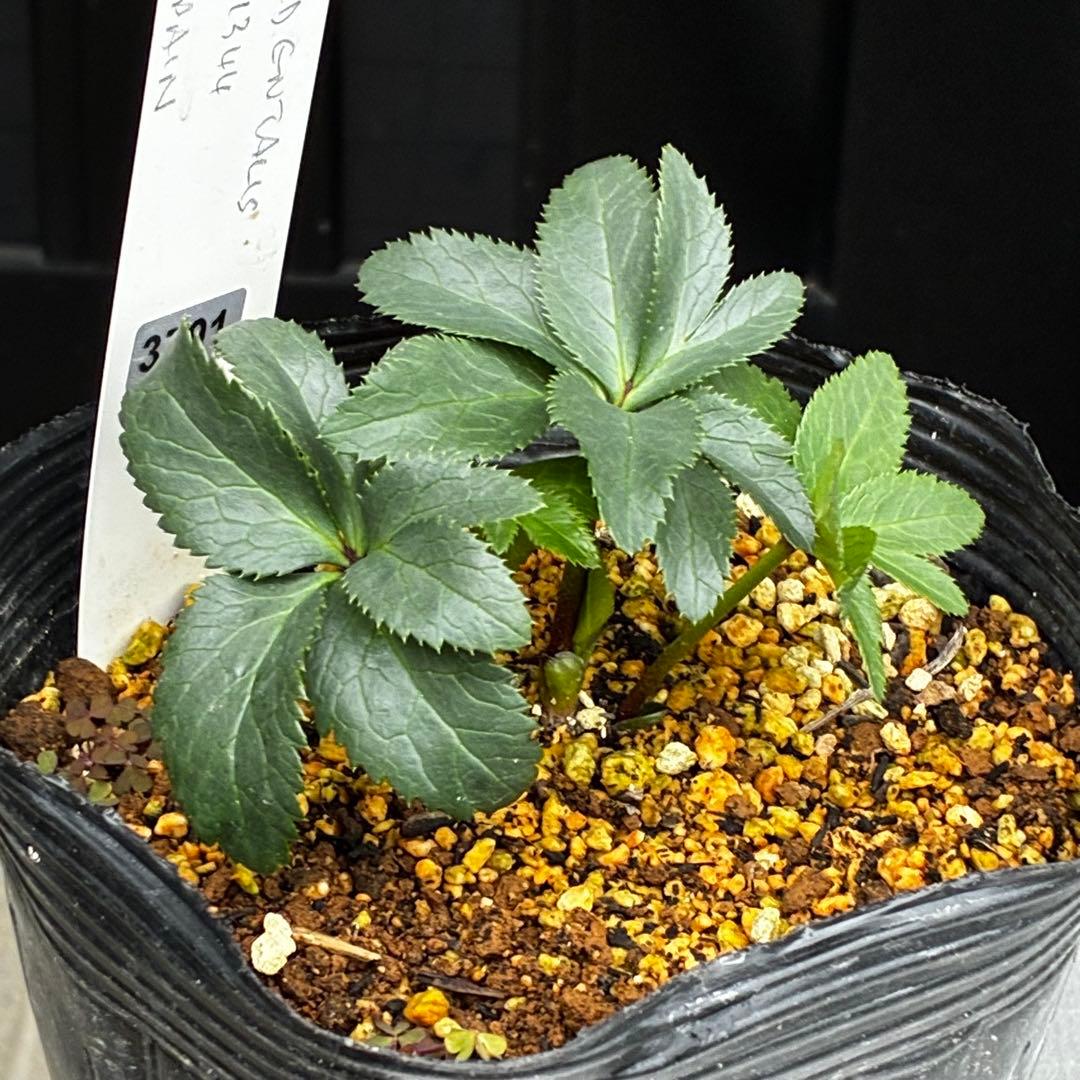 ☘️2年管理☘️限定一株☘️直筆タグ付☘️⭐️WM原生地採取⭐️occidentalis⭐️