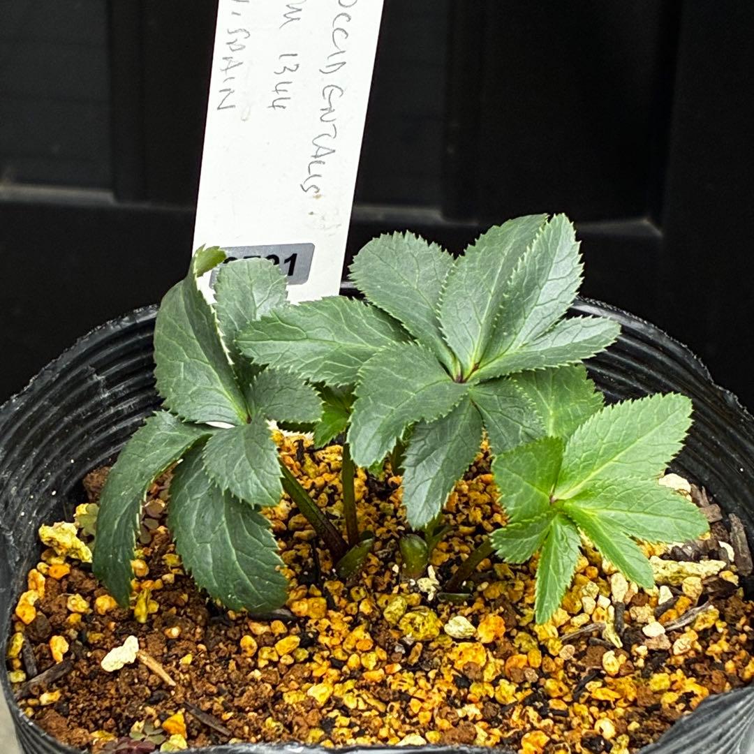 ☘️2年管理☘️限定一株☘️直筆タグ付☘️⭐️WM原生地採取⭐️occidentalis⭐️