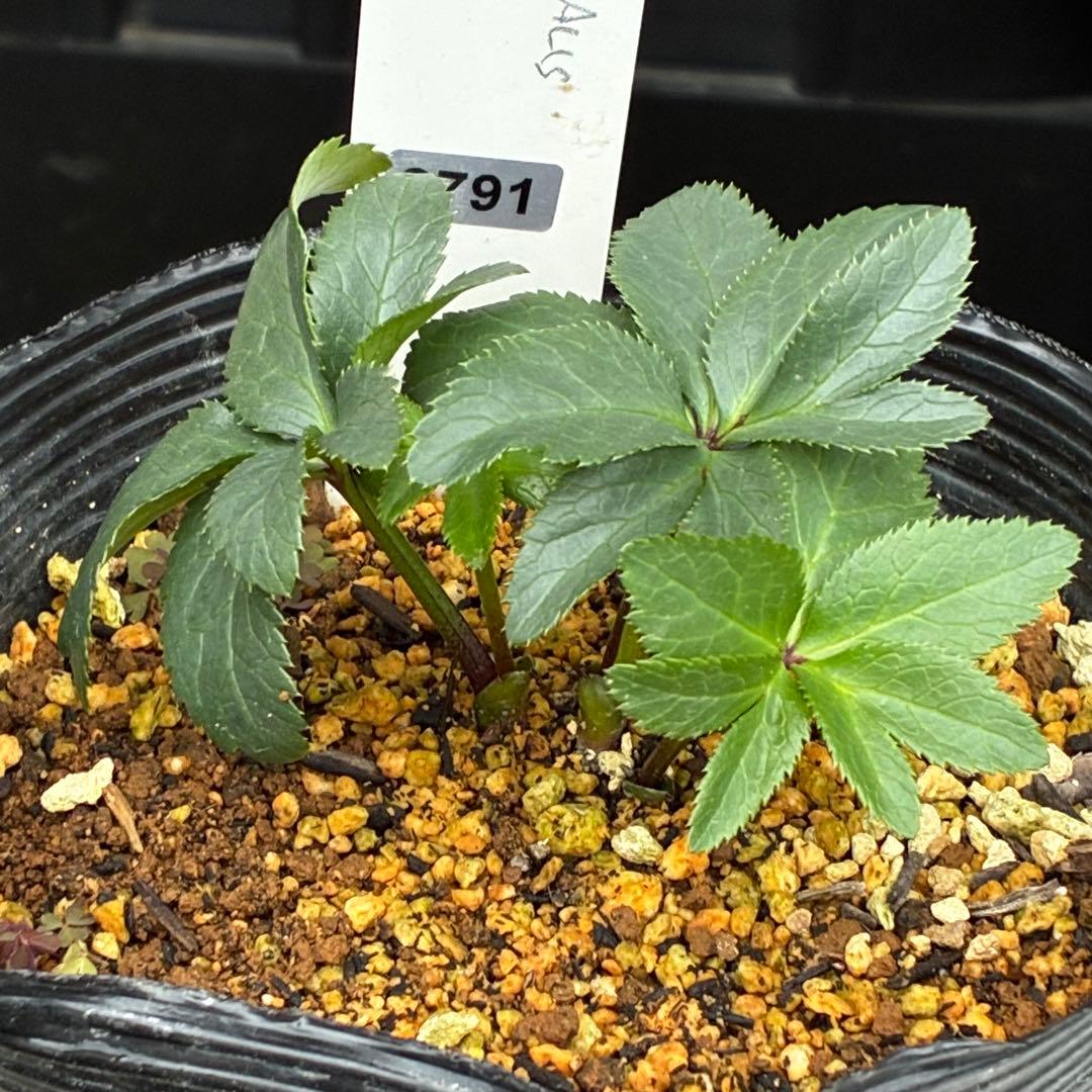 ☘️2年管理☘️限定一株☘️直筆タグ付☘️⭐️WM原生地採取⭐️occidentalis⭐️