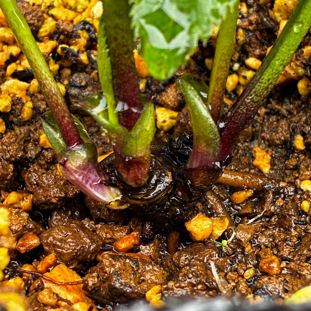 ☘️2年管理☘️限定一株☘️直筆タグ付☘️⭐️WM原生地採取⭐️occidentalis⭐️