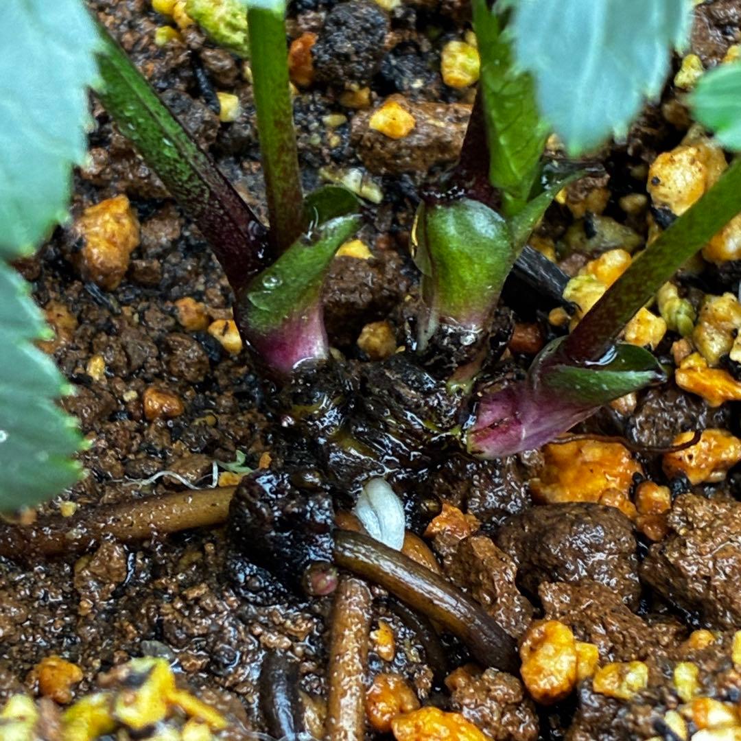 ☘️2年管理☘️限定一株☘️直筆タグ付☘️⭐️WM原生地採取⭐️occidentalis⭐️