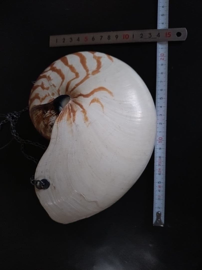 6 オウム貝　ナウティルス貝 花器 吊り下げ式　生け花　花展　茶道　茶席