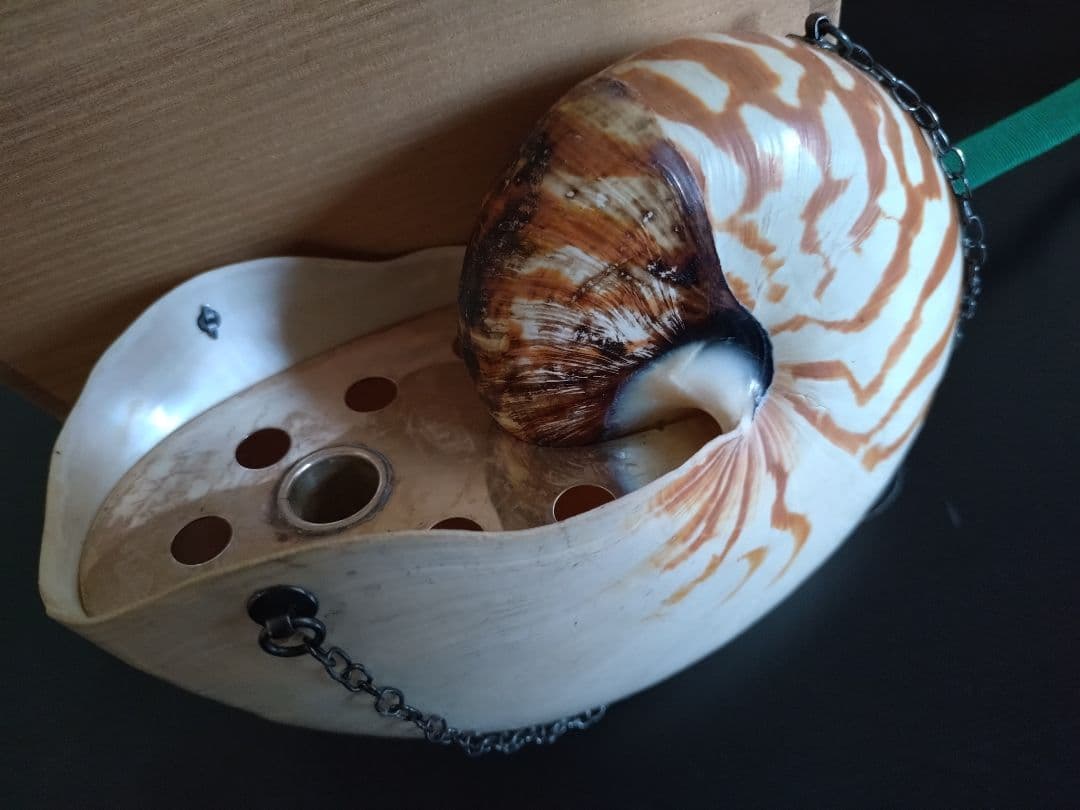 6 オウム貝　ナウティルス貝 花器 吊り下げ式　生け花　花展　茶道　茶席