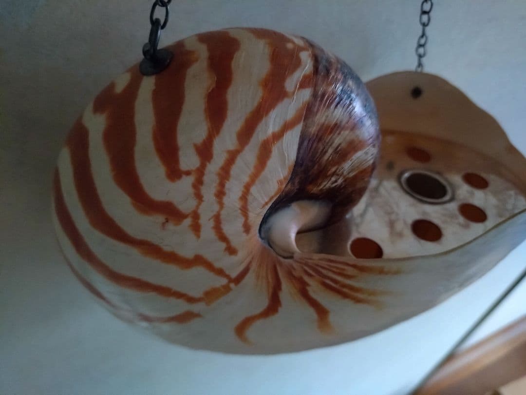 6 オウム貝　ナウティルス貝 花器 吊り下げ式　生け花　花展　茶道　茶席