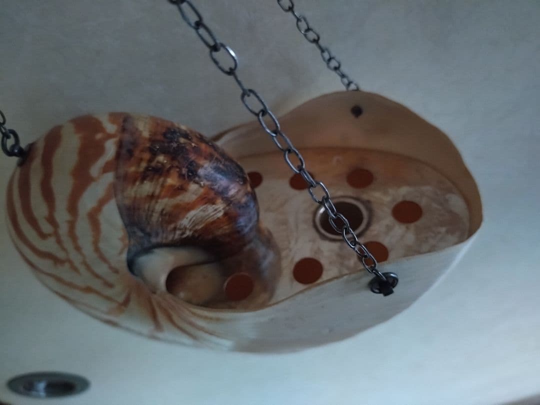 6 オウム貝　ナウティルス貝 花器 吊り下げ式　生け花　花展　茶道　茶席