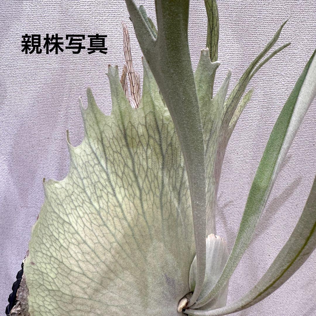 【トキントキンの一級品】veitchii wild ①