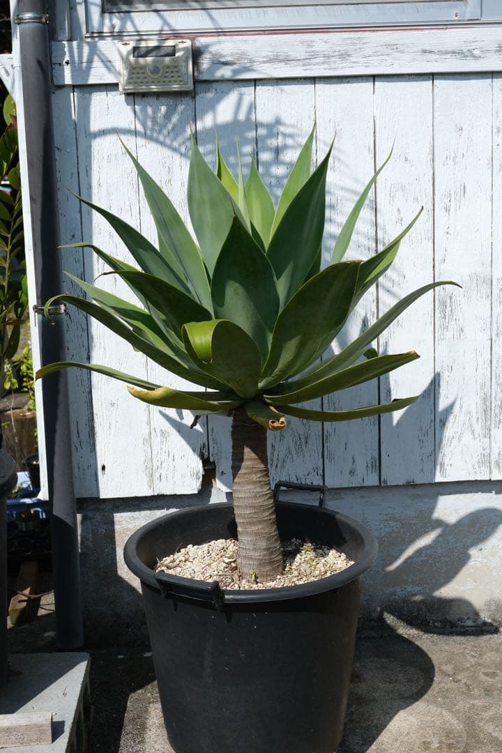 アガベアテナータAgave attenuata