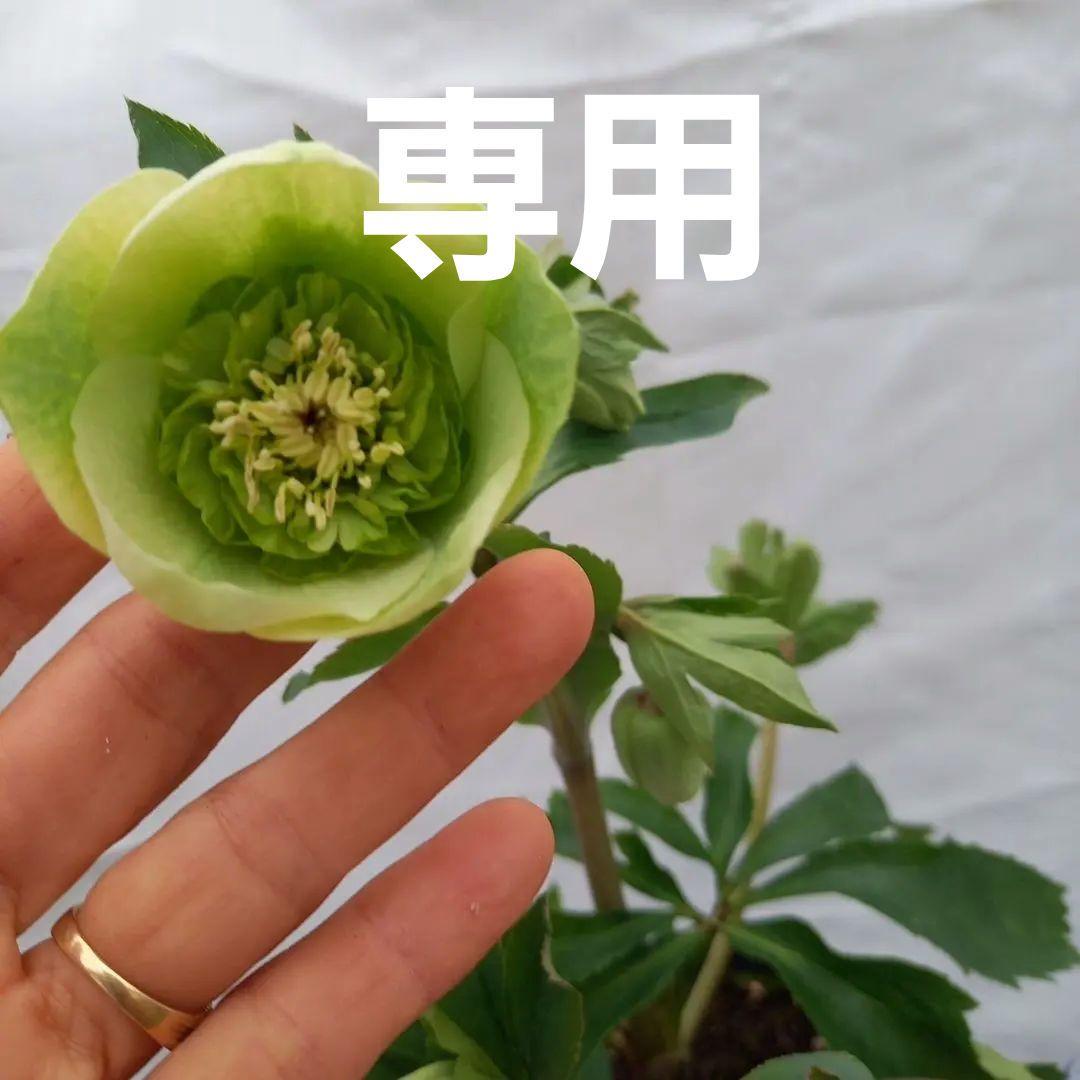 コロンとカップ系♪クリスマスローズ、大苗、開花株