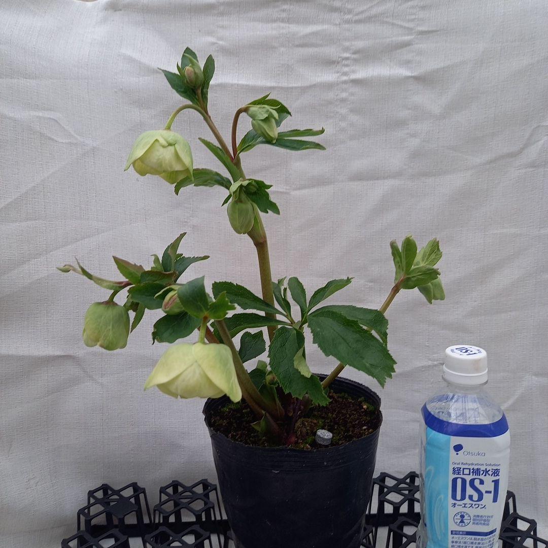 コロンとカップ系♪クリスマスローズ、大苗、開花株