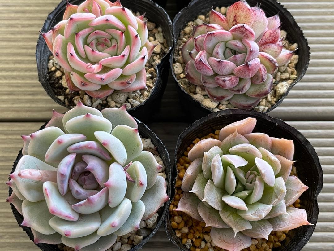 ストロベリーミルククラウン　ブランデティ×ざわわ　相府蓮×そわそわ　　8株セット