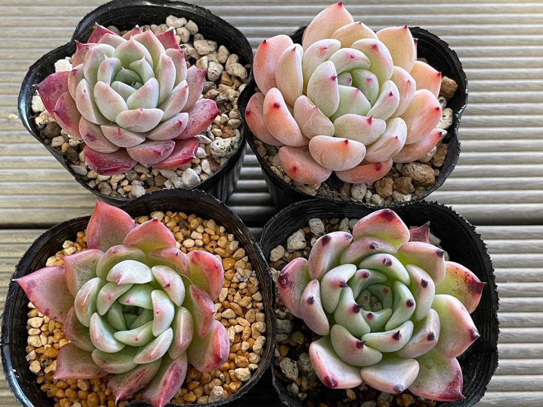 ストロベリーミルククラウン　ブランデティ×ざわわ　相府蓮×そわそわ　　8株セット