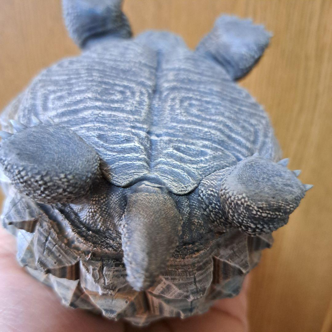 その他 ozwrt Dioscorea Nasutoceratops