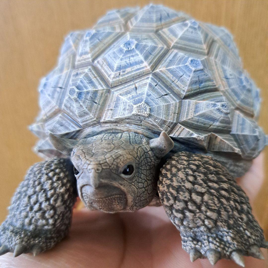 その他 ozwrt Dioscorea Nasutoceratops