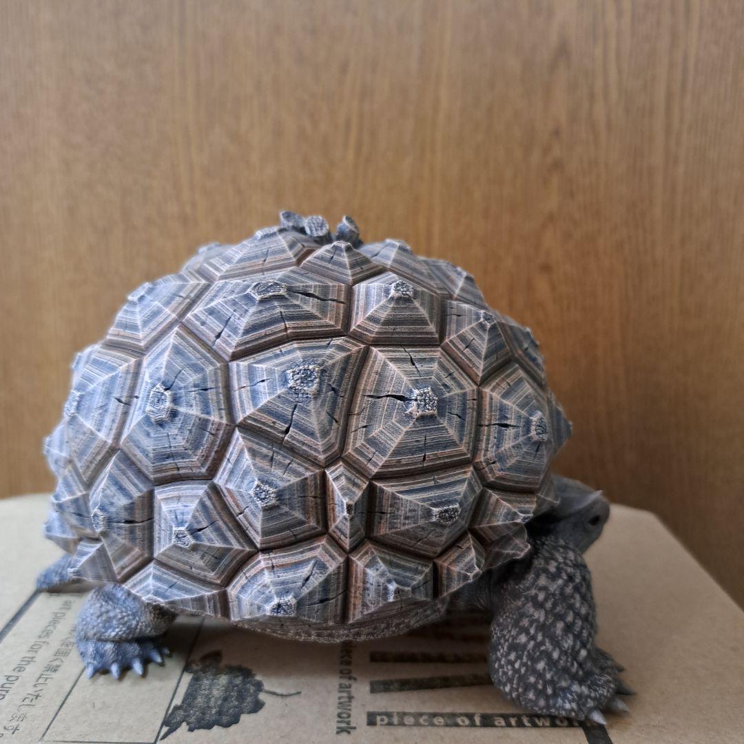 その他 ozwrt Dioscorea Nasutoceratops