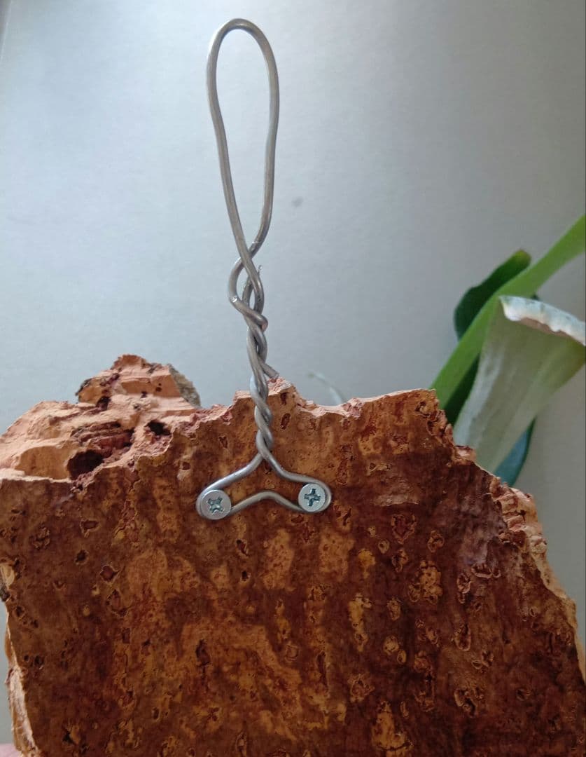 ビカクシダ　親株　ネザーランド　コルク付け　コウモリラン