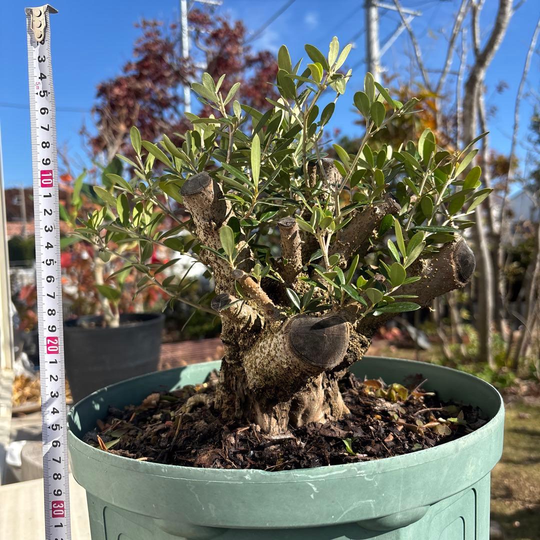 オリーブの木　古木　極太　植物　盆栽　シンボルツリー