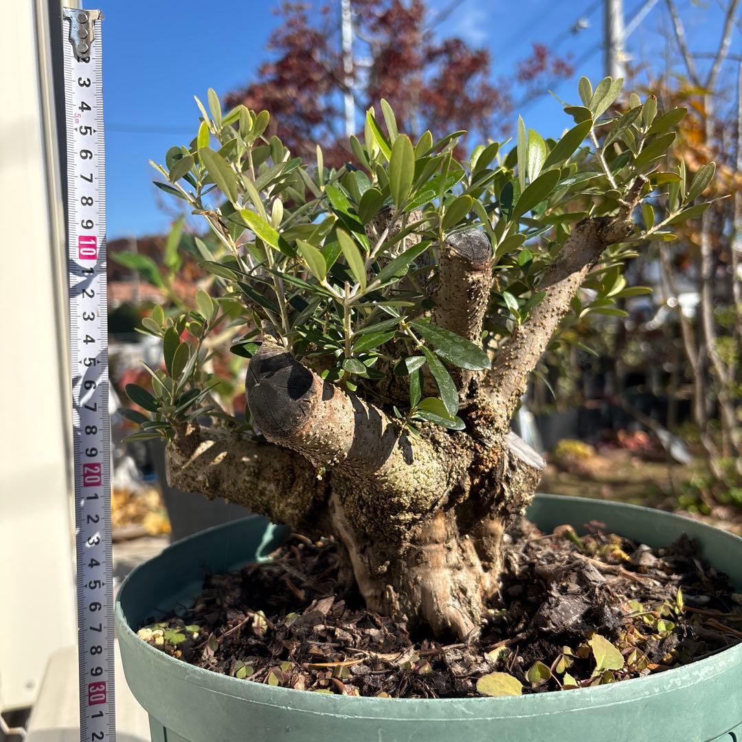オリーブの木　古木　極太　植物　盆栽　シンボルツリー