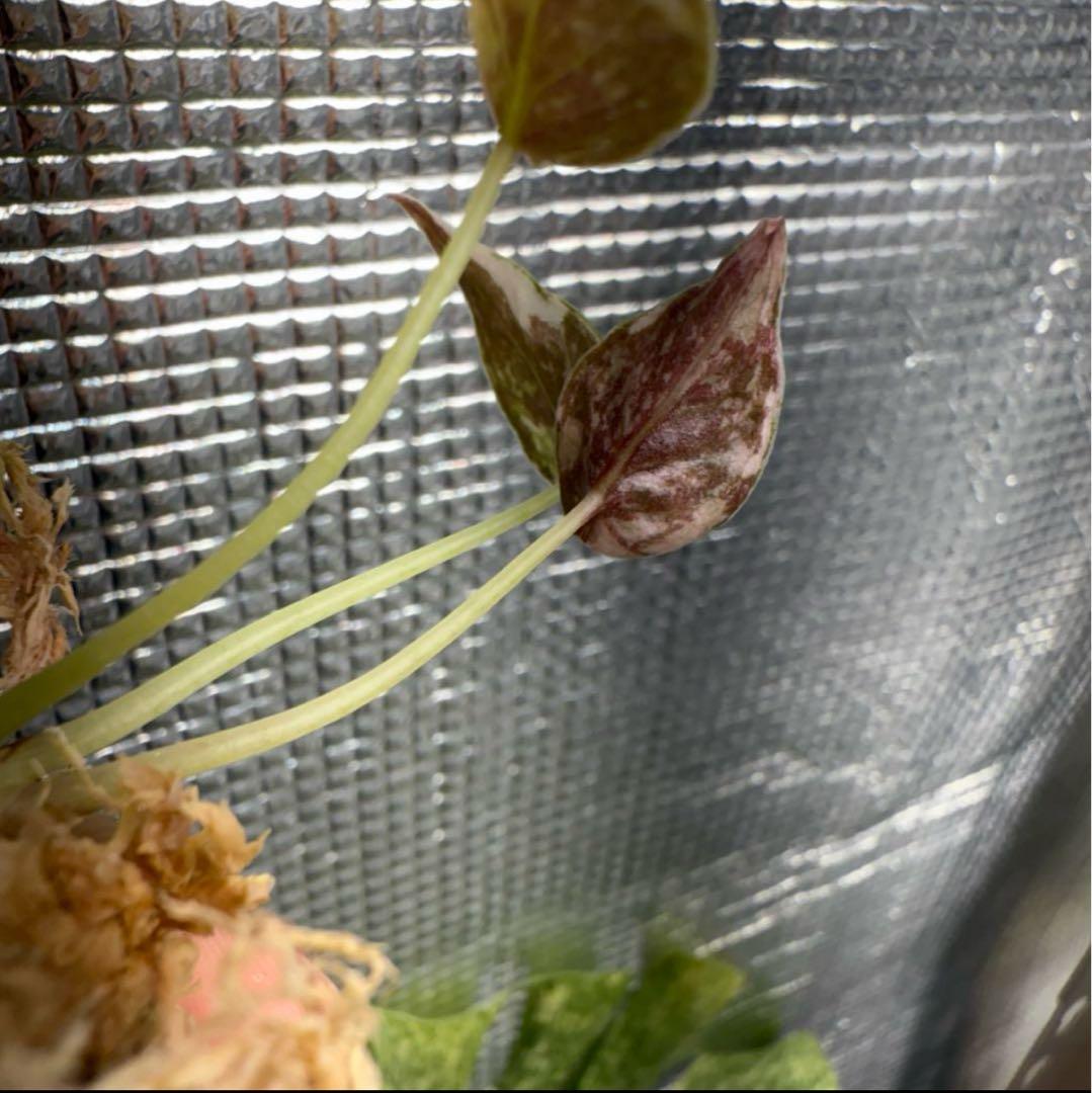 hinanami クプレア ピンク