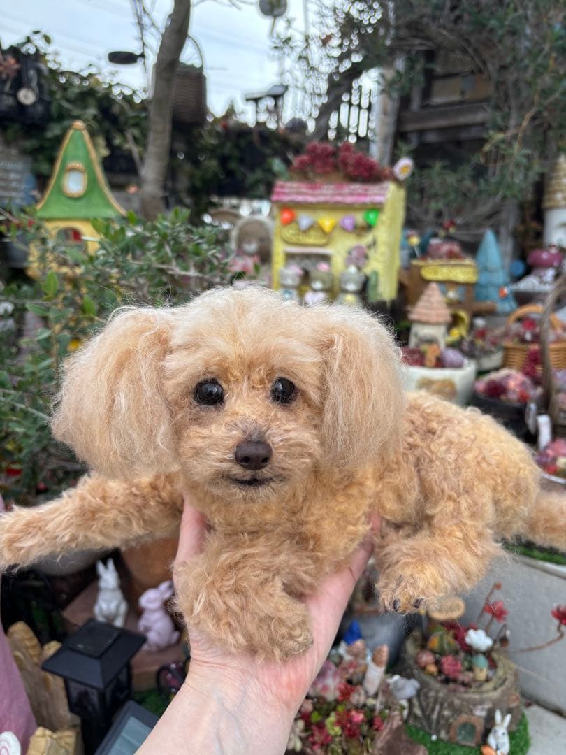 羊毛フェルトトイプードル　まな