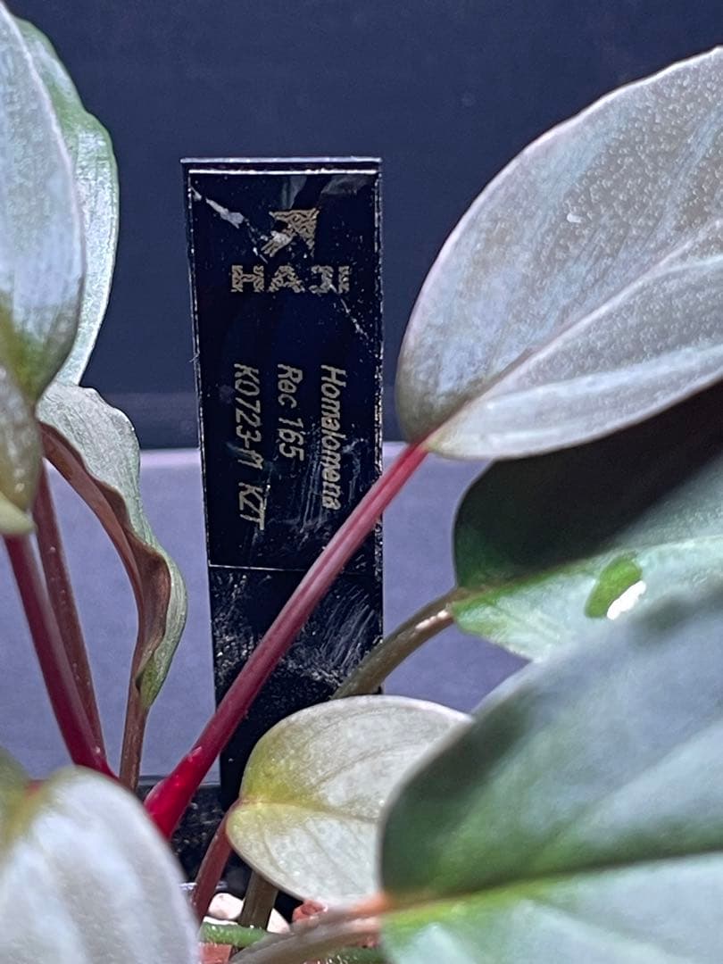 Homalomena Rec 165 ko723-f1 増殖株