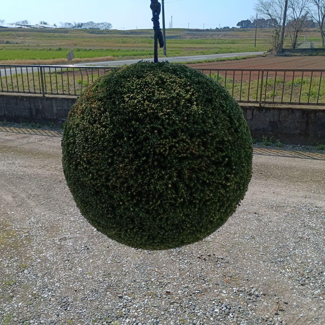 杉玉　直径約35ｃｍ 屋根なし