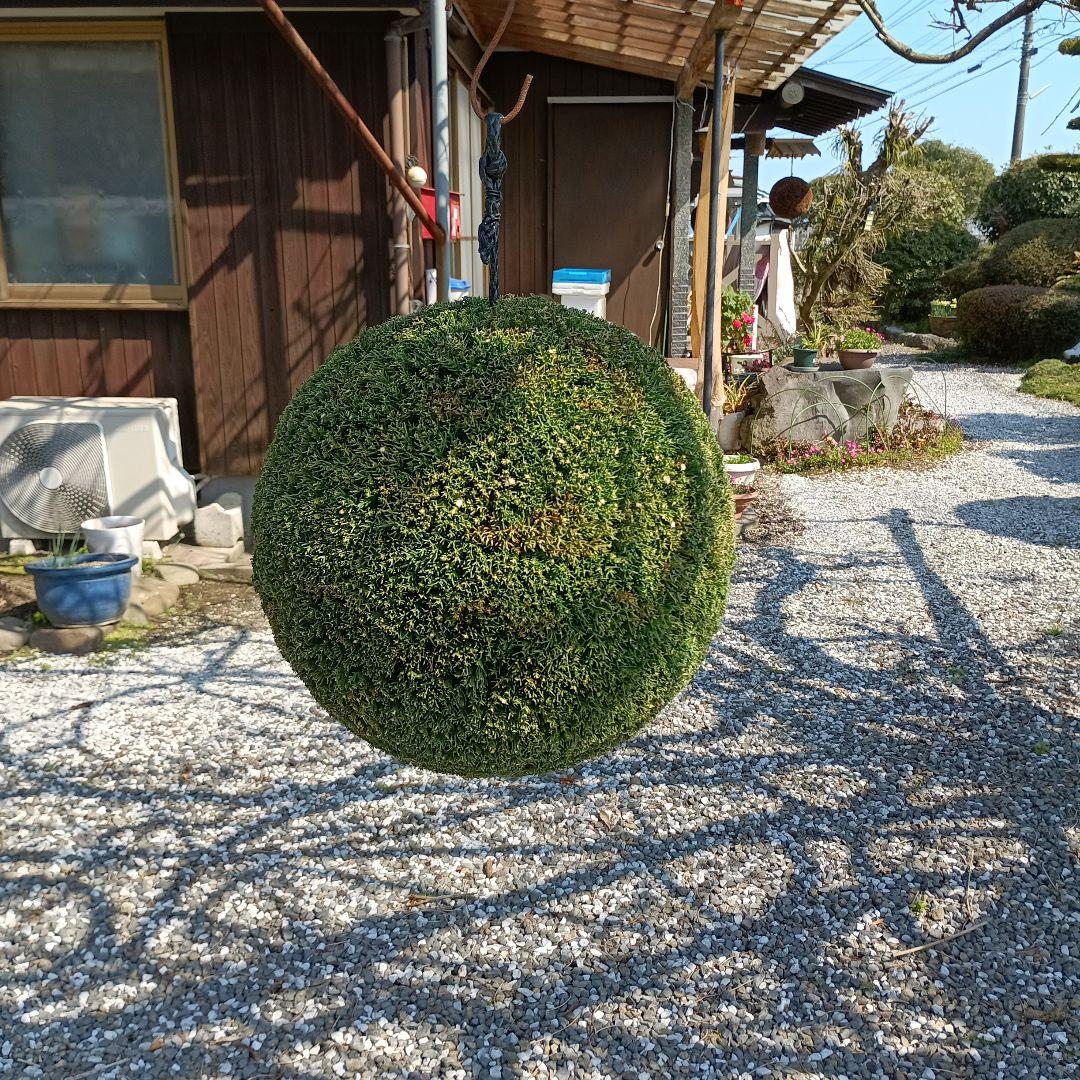 杉玉　直径約35ｃｍ 屋根なし