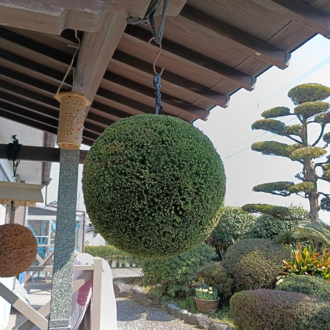杉玉　直径約35ｃｍ 屋根なし