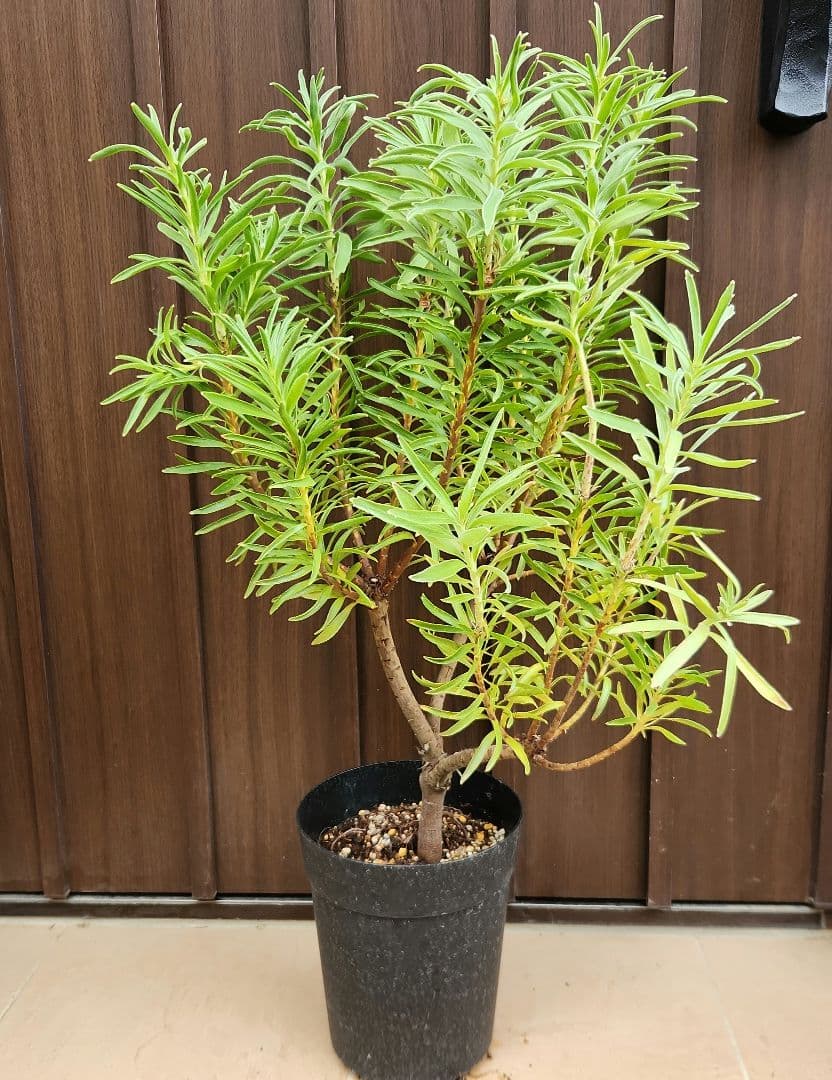 リューコスペルマム　リゴレット　鉢植え　苗　ピンクッション